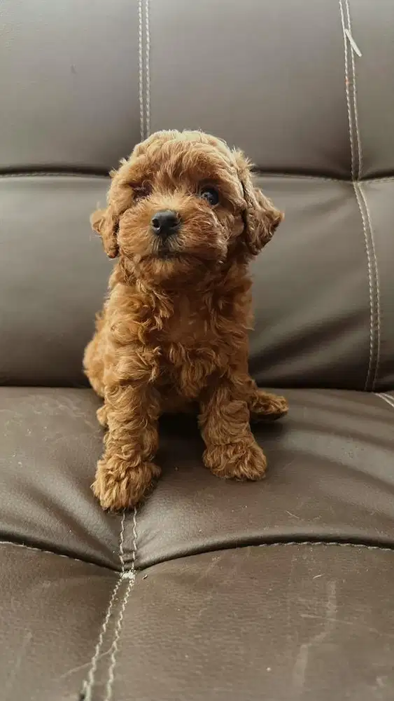 Toy Poodle Red Female