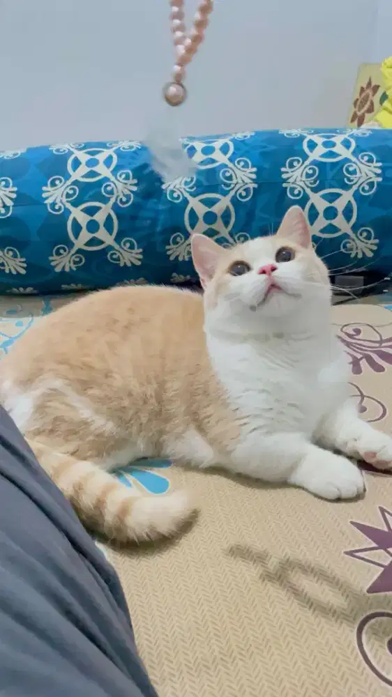 Kucing Munchkin BSH Jantan