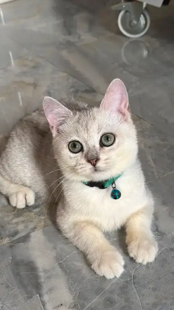 Kucing British Shorthair Fawn Bicolor