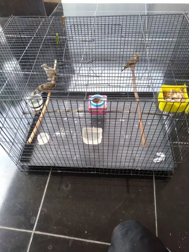 Burung blacktrot betina 3 ekor