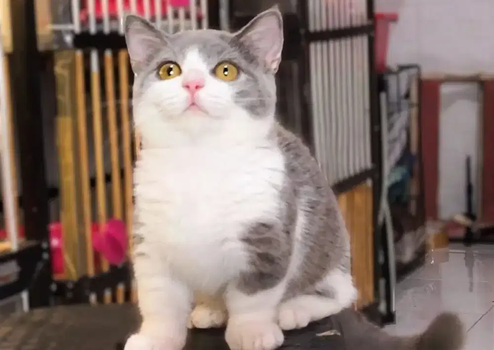 Kucing kitten munchkin BSH bico blue jantan