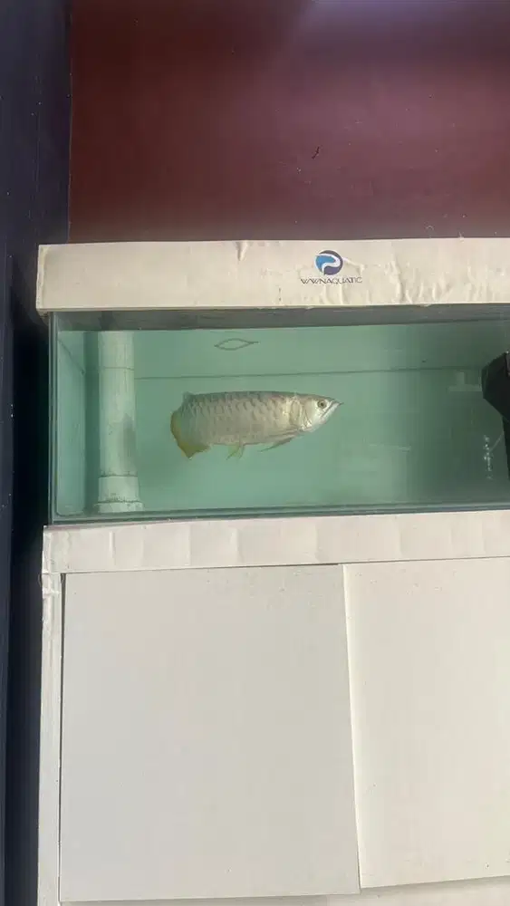 Ikan Arwana golden