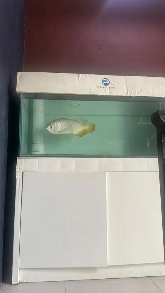 Ikan Arwana golden