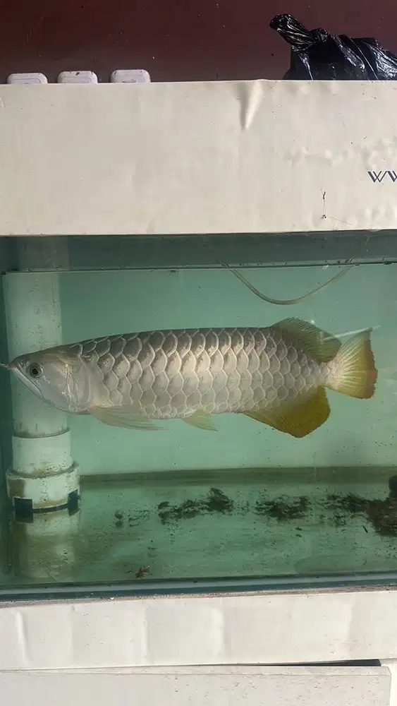 Ikan Arwana golden