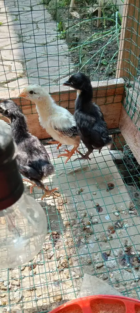 DOC ayam kampung asli