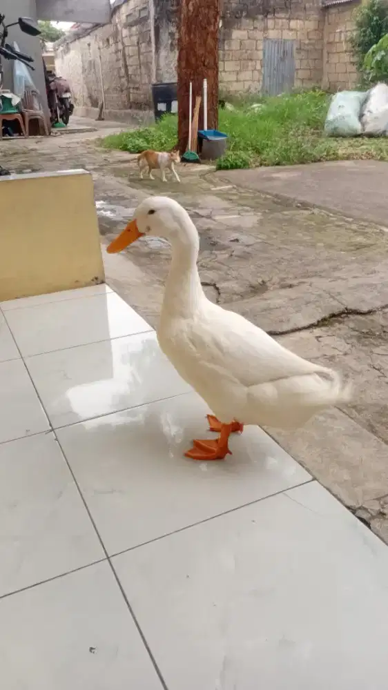 Bebek peking jantan terawat