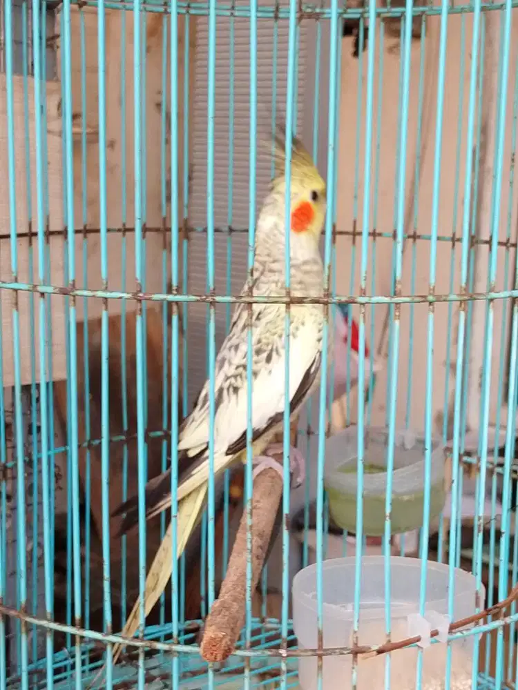 Jual burung Falk