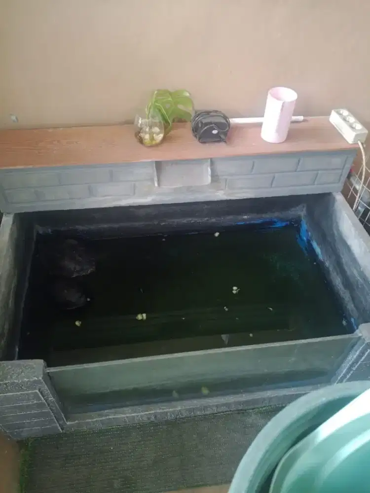 Kolam Ikan Koi Dijual
