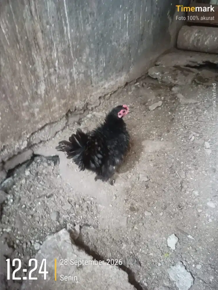 Jual borongan Ayam Kate walik