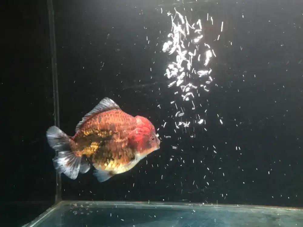 ikan mas koki ost 15cm an