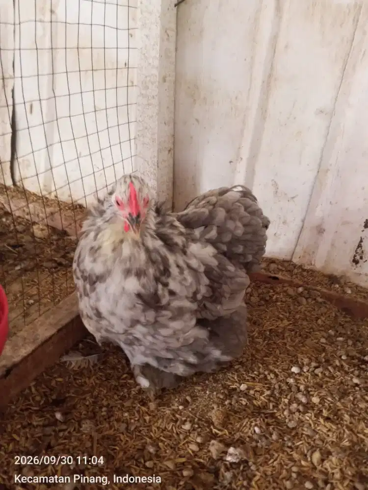 Bantam Chocin / Kate Jerman Betina