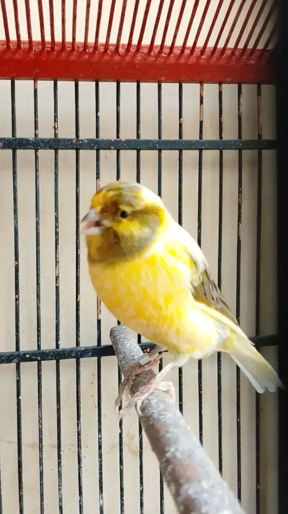 Kenari F2 YS, Pejantan 1x