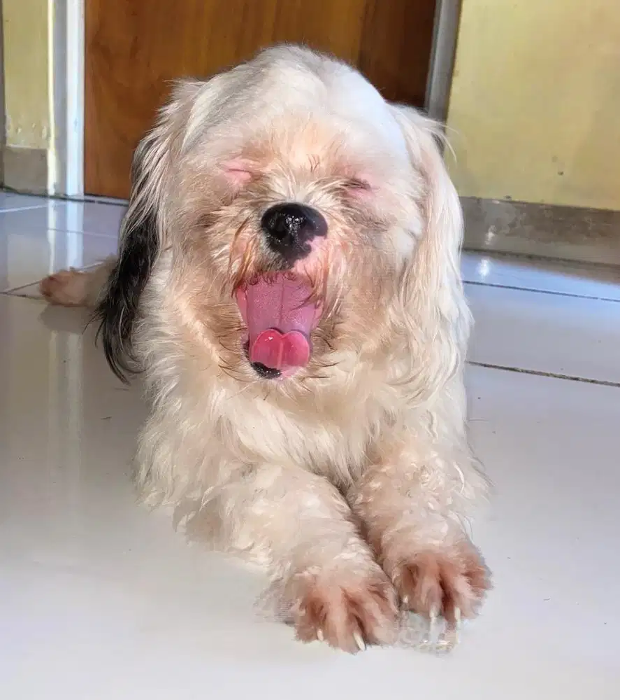 jual anjing jenis shih-Tzu