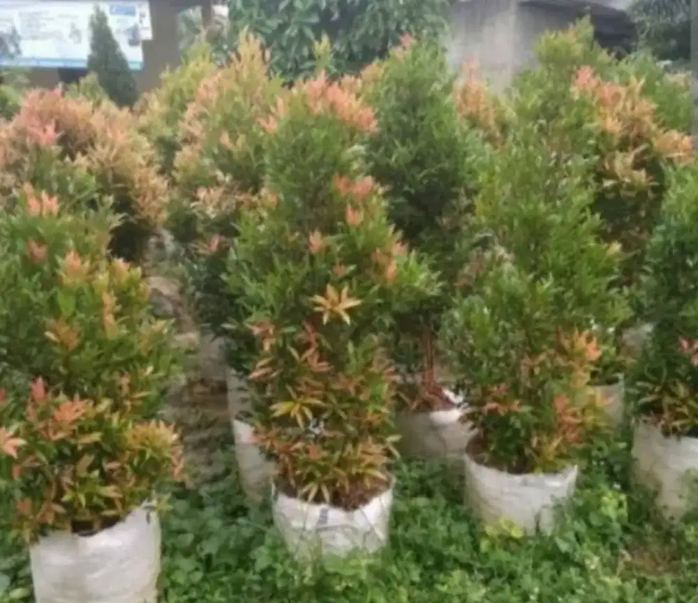 Pohon Pucuk merah
