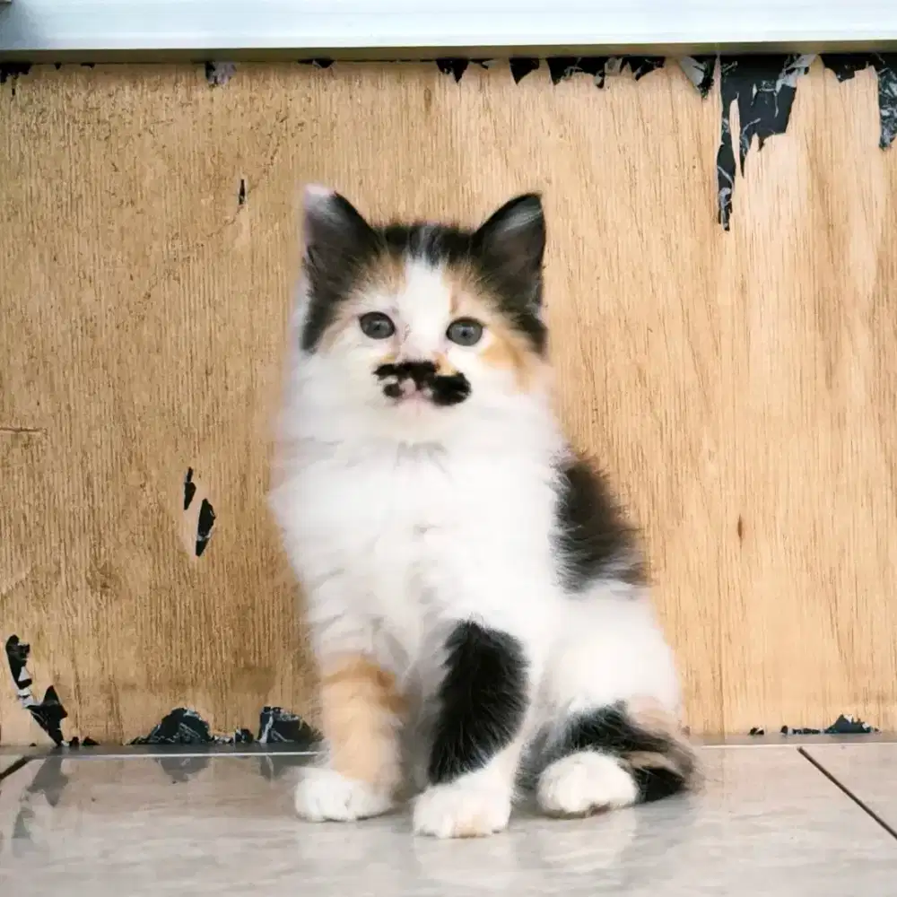 kucing persia kitten