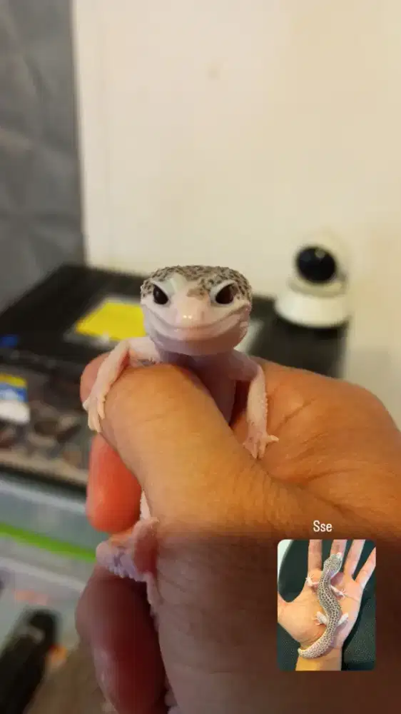 Gecko SSE Pied ph Tremper