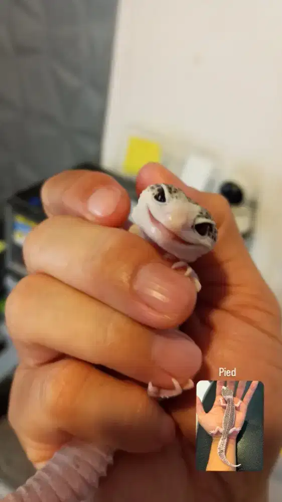 Gecko Pied Istimewa