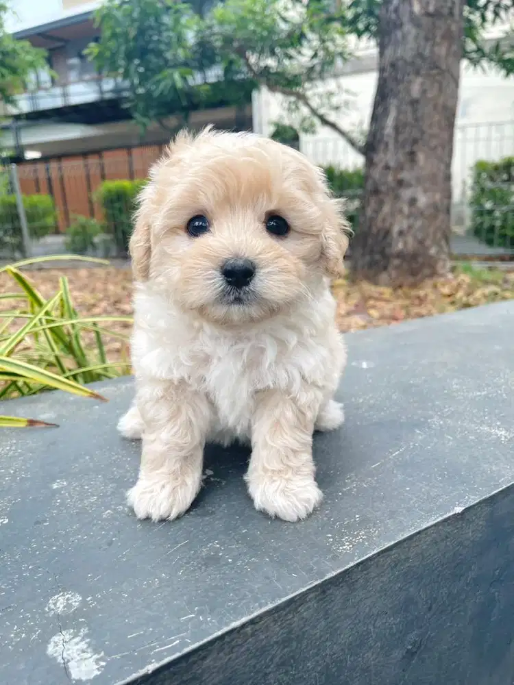 TINY MALTIPOO JANTAN APRICOT
