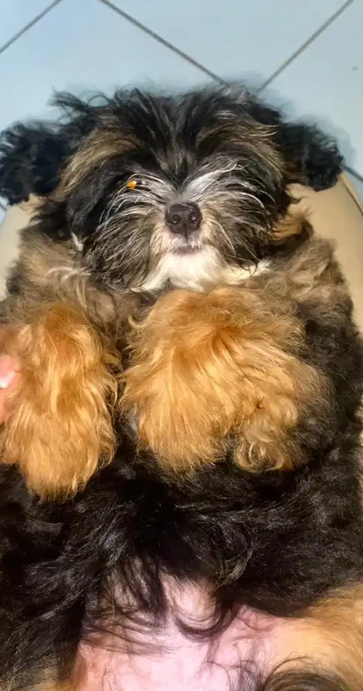 Jual Anak Anjing mix Shih-Tzu