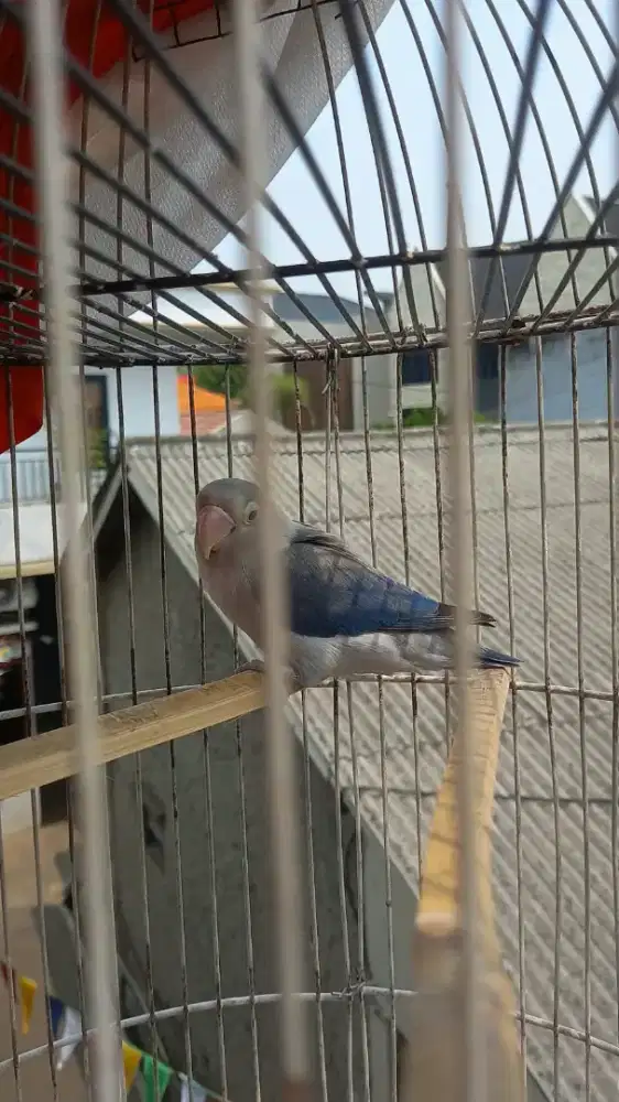 Love bird biru betina  jual no minus