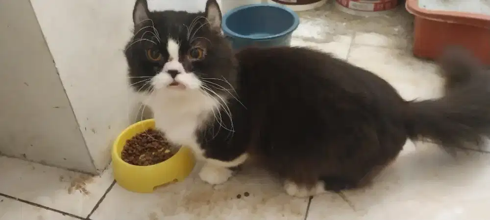 Lepas adop kucing munchin standart kinkalow