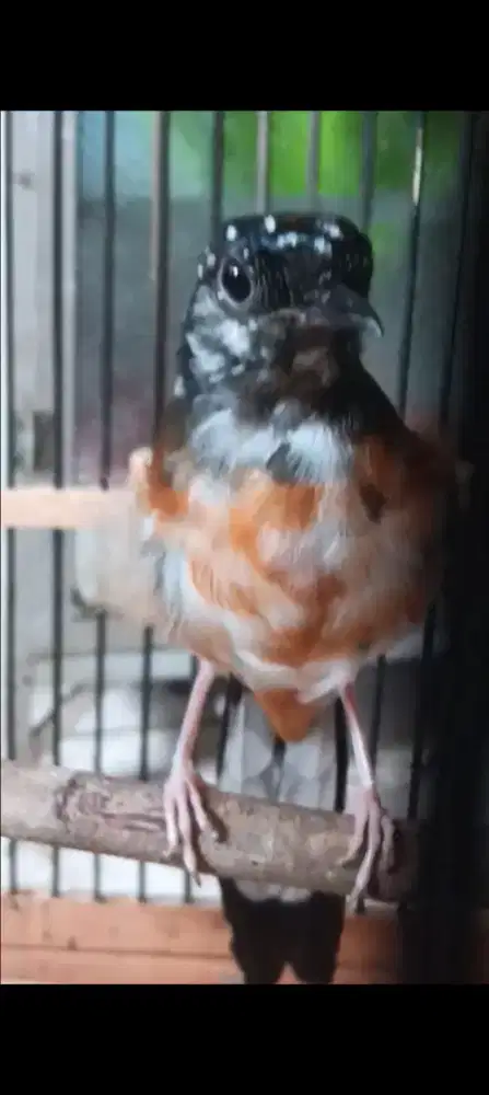 Murai betina blorok extreme