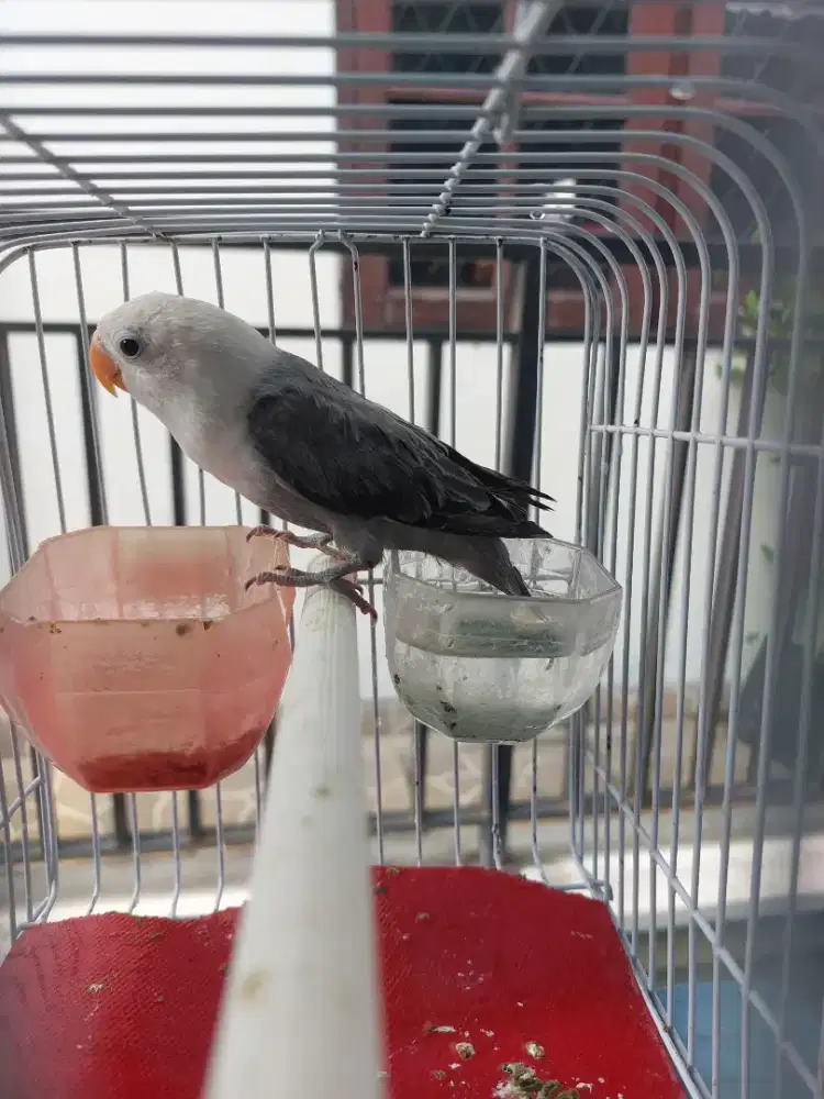 Lovebird biola ewing mouve cakepp