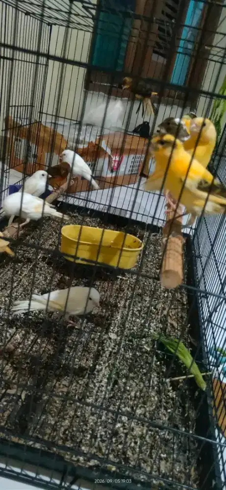 Agen burung kenari bandung