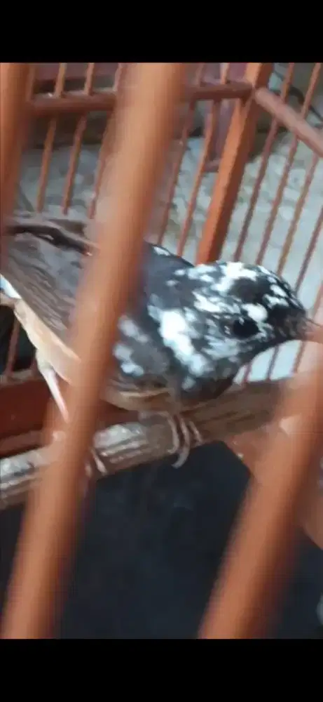 Murai betina blorok Extreme