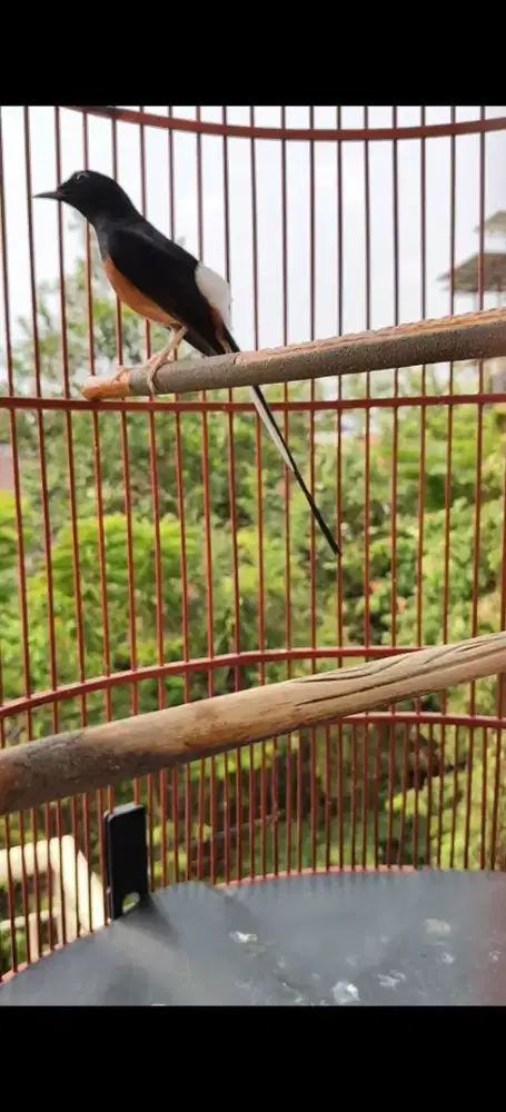 Murai batu muda hutan prospek