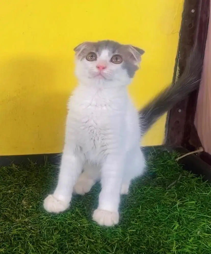 Kucing ras scotis x bsh bukan x persia
