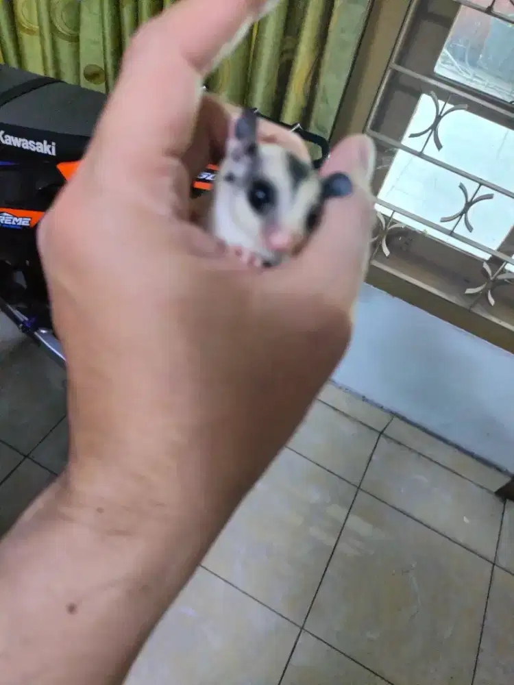 Sugar glider Joey mosaic betina