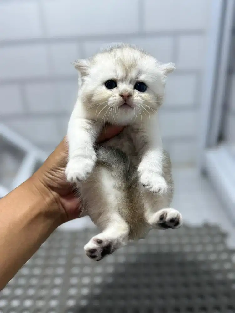British shorthair silver betina kitten