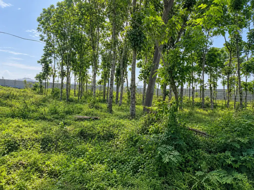 Dijual tanah dikawasan yang sedang berkembang di pinggir jalan raya dago, parung panjang