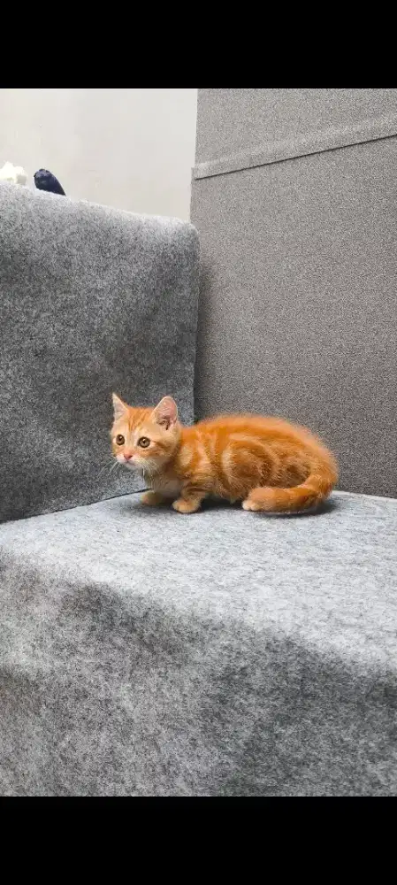 Kucing munchkin kitten