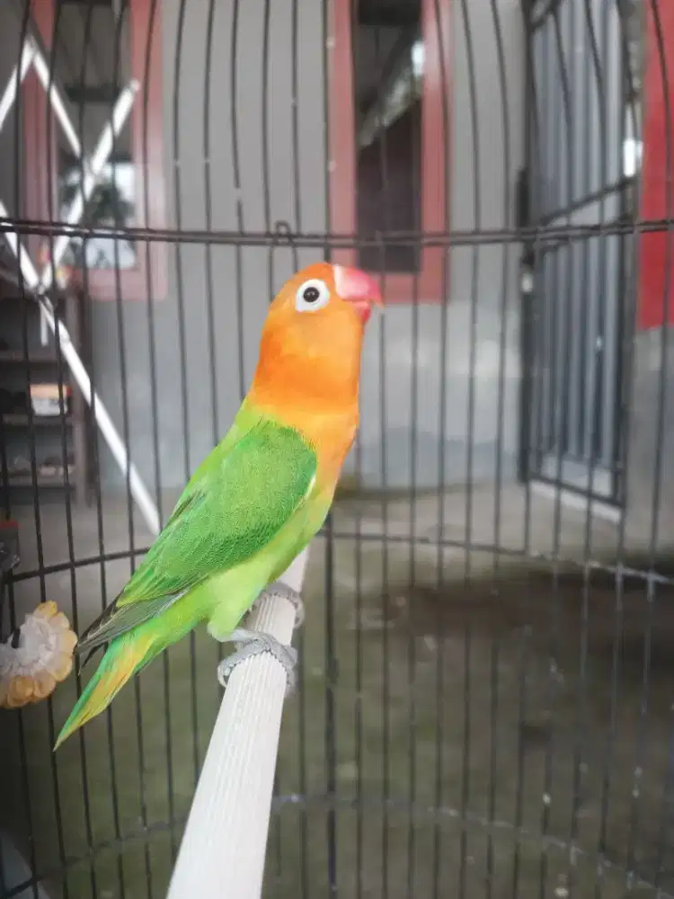 Lovebird Bio Green