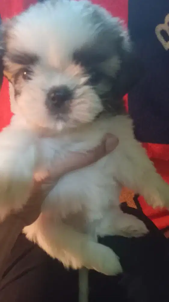 Anak anjing shitzhu