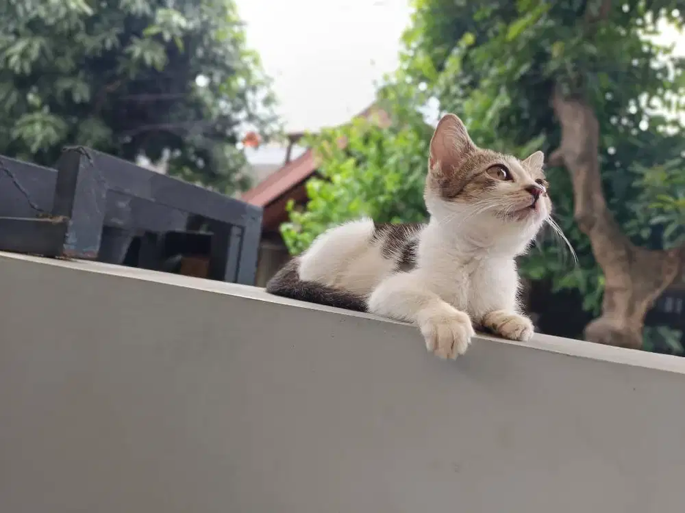 scottish straight x bsh betina 2 bulan brown tabby and white