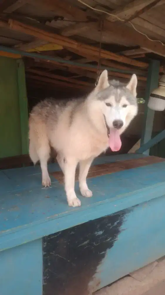 Husky /Siberian Husky jantan