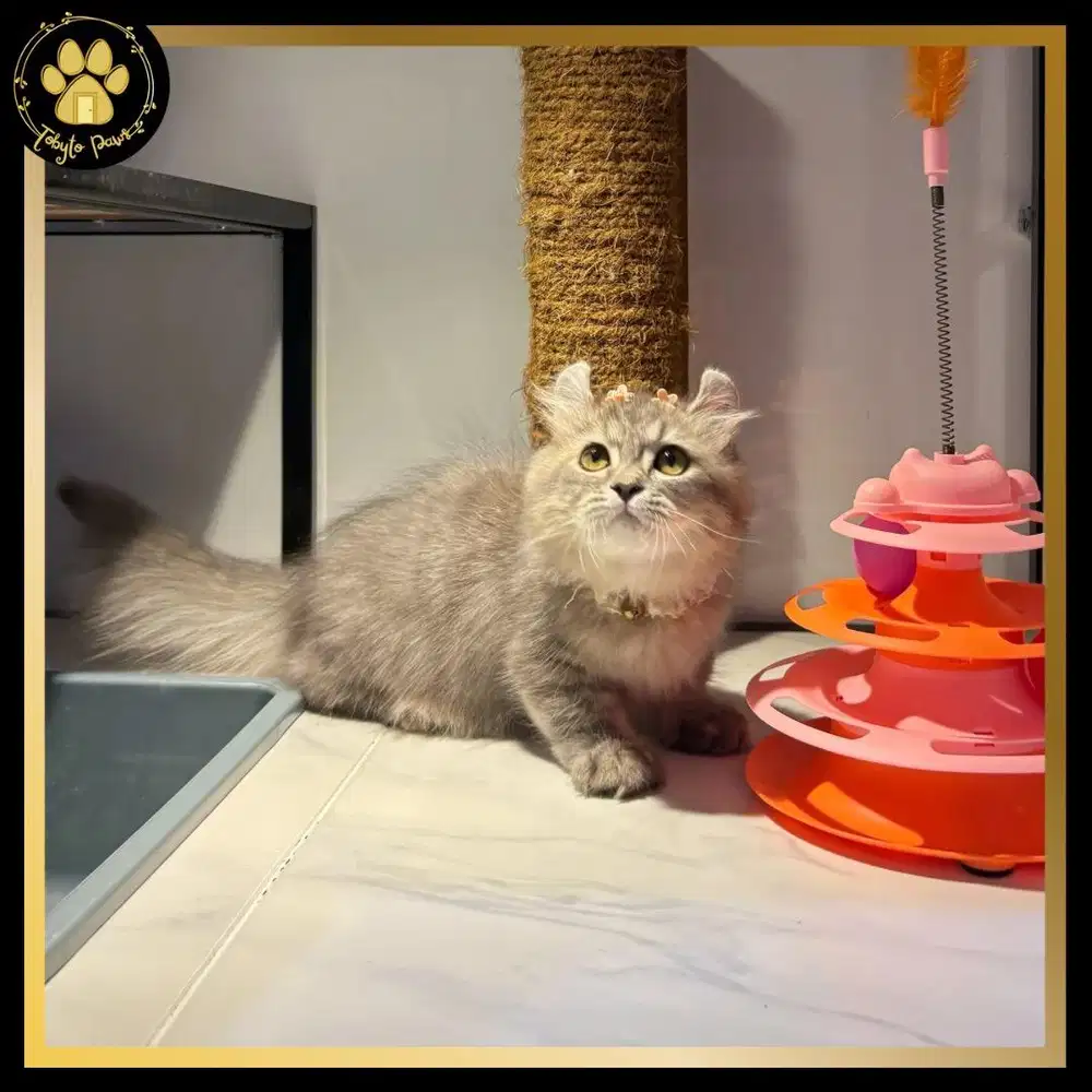 PROMO OPEN BOOKING KUCING KITTEN MUNCHKIN KINKALOW AMERICAN CURL