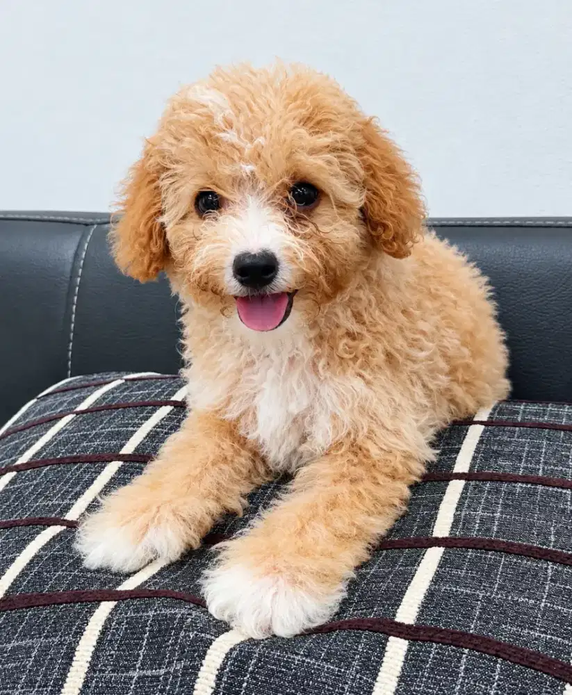 Jual toy Poodle betina
