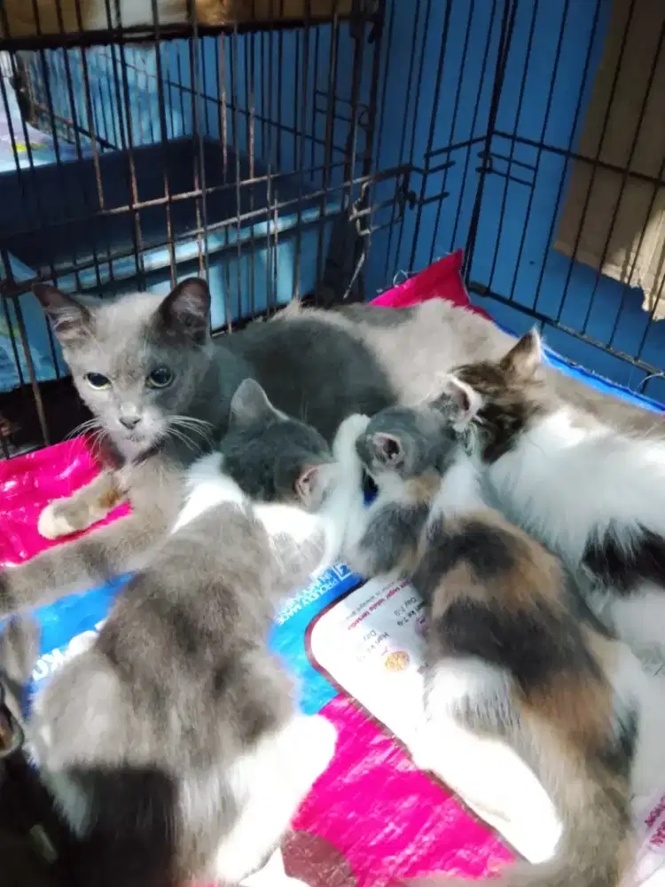 3 Anak Kucing Anggora Blue Russian