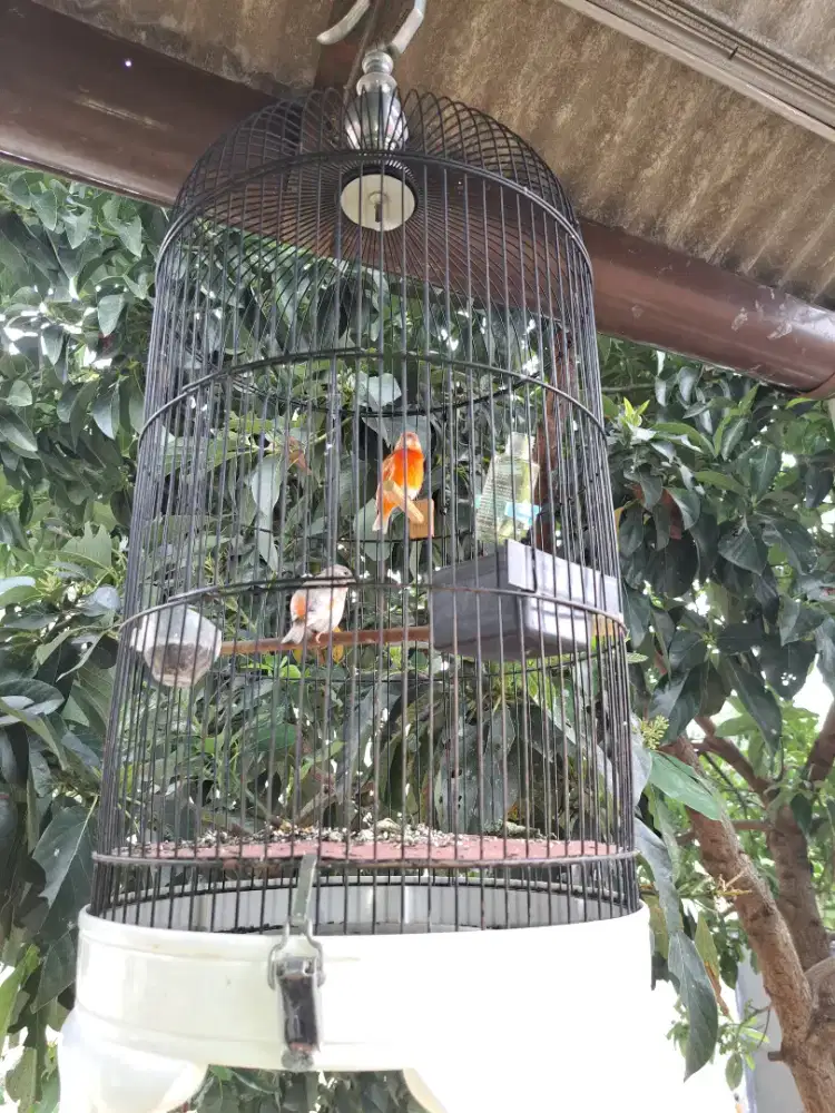JUAL RED SISKIN DOUBLE DELUTE — SEPASANG SIAP PRODUKSI!