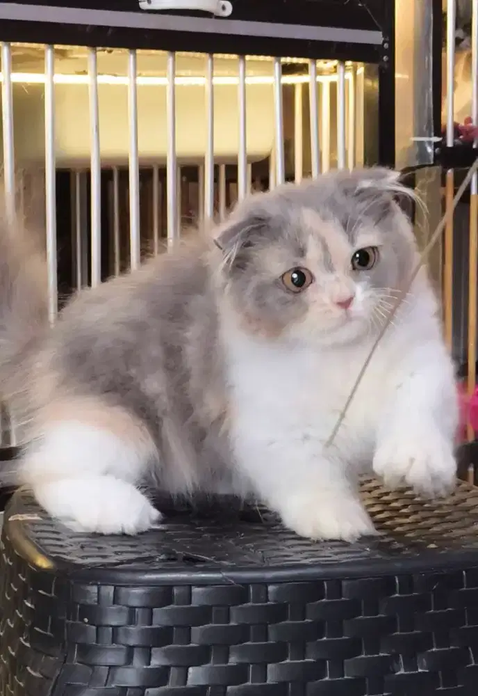 Kucing kitten munchkin gaelic fold betina