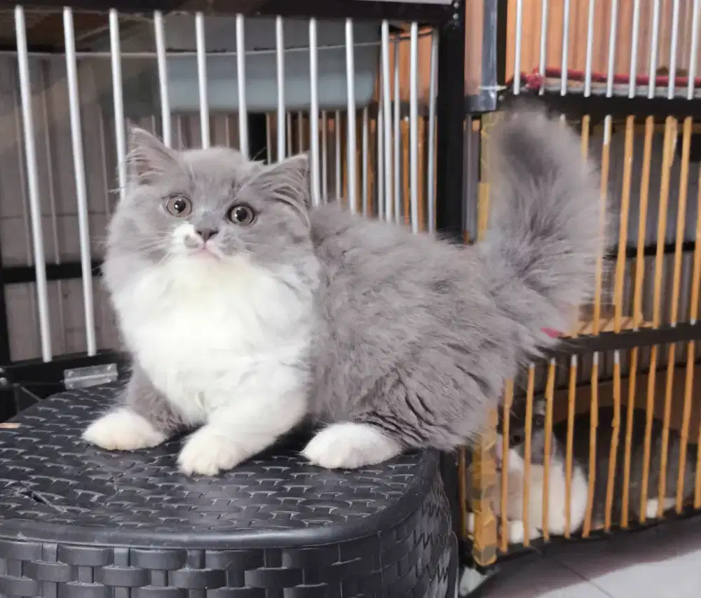 Kucing kitten munchkin BLH betina