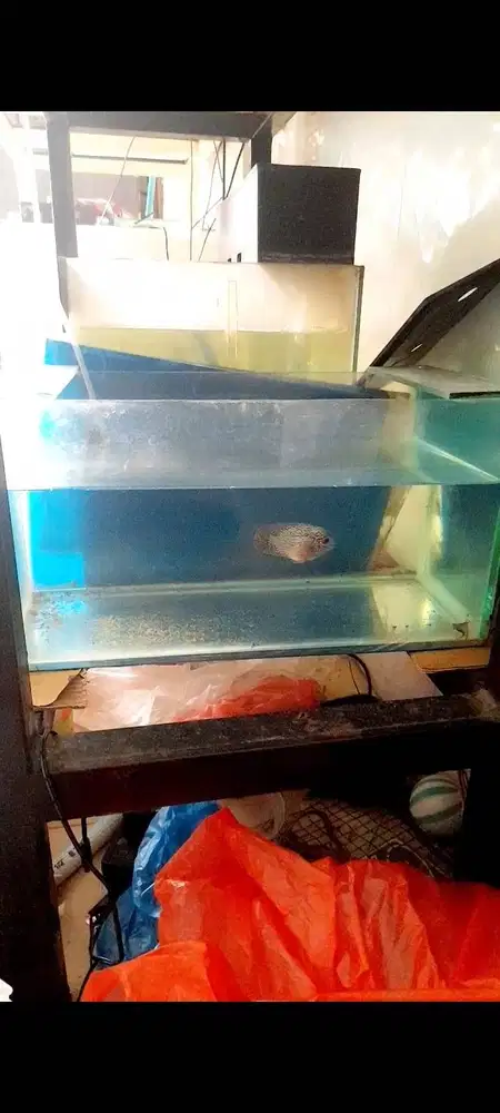 Louhan kamfa jenong UK 2 jari beserta aquariumnya 40*20