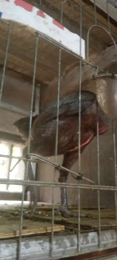Jual cepat ayam bngkok biang kelabu