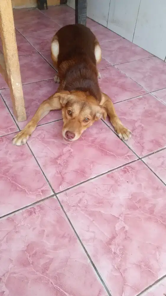 Anjing sepasang