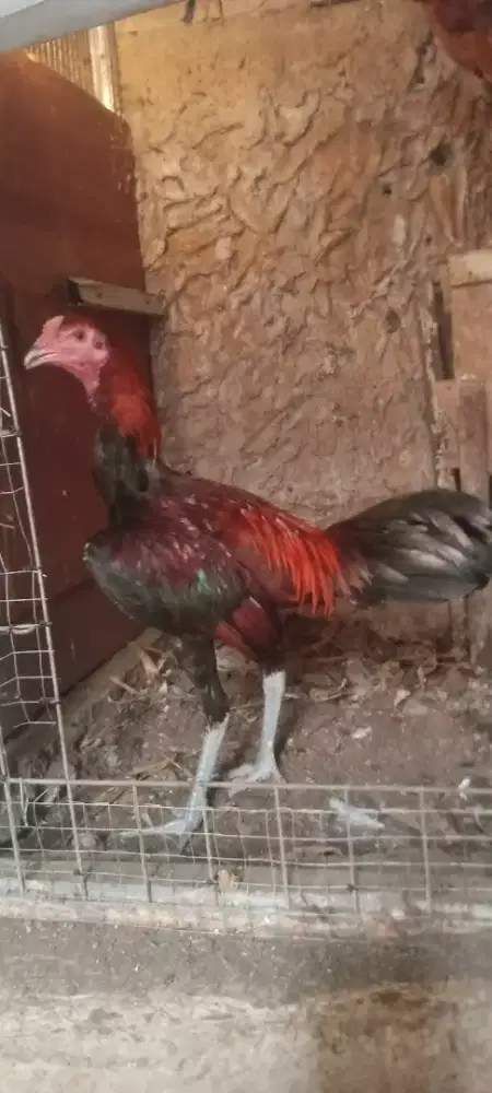 Jual cepat ayam bngkok janggaran