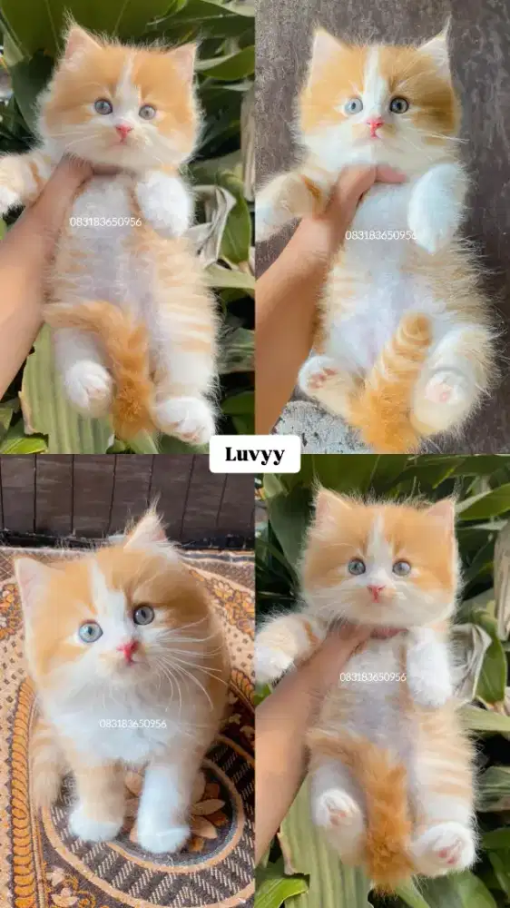 Kucing Persia X Bsh